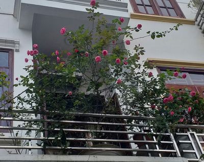 Cần bán nhà mặt phố