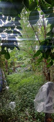 Đất mặt đường 8m — ảnh 1