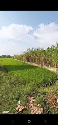 Cần bán đất hòa khánh đông long an — ảnh 1