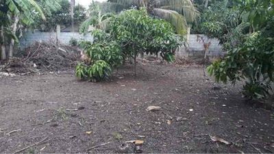 Chính chủ bán 530m2 có thổ cư 150m2, cách Vin Paradise chỉ 5' đi bộ