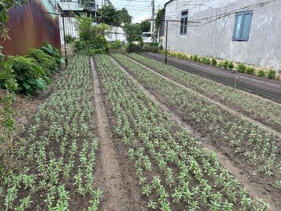 Lô Đất ở Vị Trí Cao - Đẹp (Đường Đồng Khởi 1 xẹc - 200m) — ảnh 1