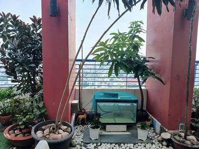 Cần bán Penthouse , chung cư Thái An 2 — ảnh 1