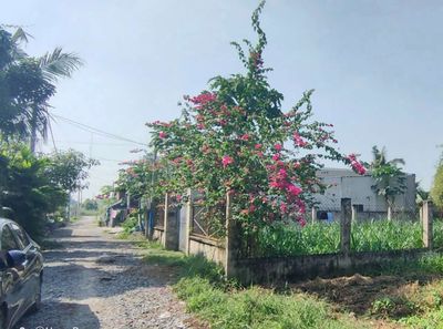 1/ Nguyễn Thị Dưỡng (lô Gốc) giá Ngân Hàng