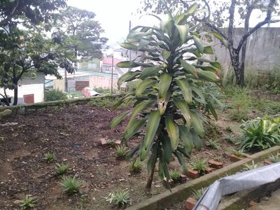 Chính chủ bán đất đường Huyền Trân Công Chúa Tp Đà Lạt giá 40 tỷ
