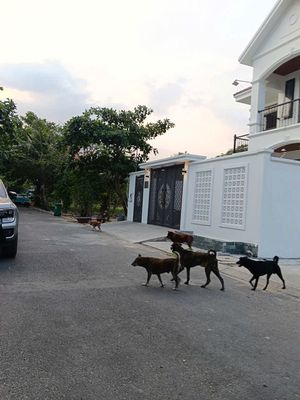 Bán đất 145m2 đường oto KDC Ven Sông Hiệp Bình chánh Thủ Đức 13 tỷ 8