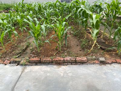 Bán đất 86.2m2 Bắc Phú, Đa Phúc, Hà Nội, giá nhỉnh 1 tỷ