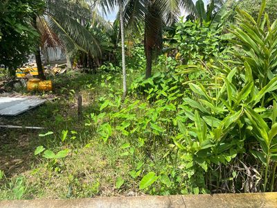 Nhị Bình -- Hóc Môn Đường đẹp Đất đẹp không mồ mả, không ngập nước