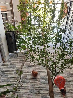 Nhà 2 tầng 3PN đường Trần Khát Chân, Sơn Trà
