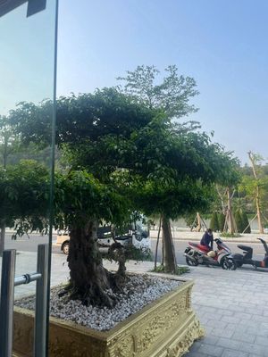 Cần bán khách sạn 12 phòng Đồi Rồng Đồ Sơn