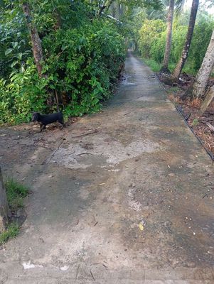 bán nhà đất phường An hội diện tích đất 164m vuông