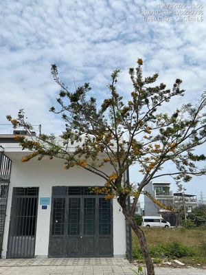 Bán đất và nhà trọ 37 Thiểu Chửu, phường Hoà Xuân, TP. Đà Nẵng — ảnh 1