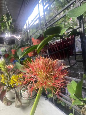 Bán căn 2PN + 2WC Sunshine Riverside - 60,8m2 - tầng trung cao - view — ảnh 1