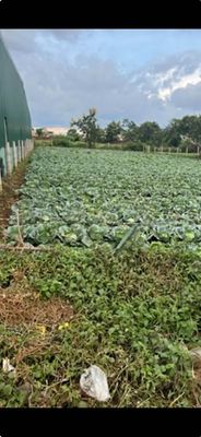 Chính chủ bán lô đất đẹp- pleiku — ảnh 1