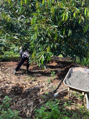 Bán vụ 60 cây sầu riêng bông — ảnh 1